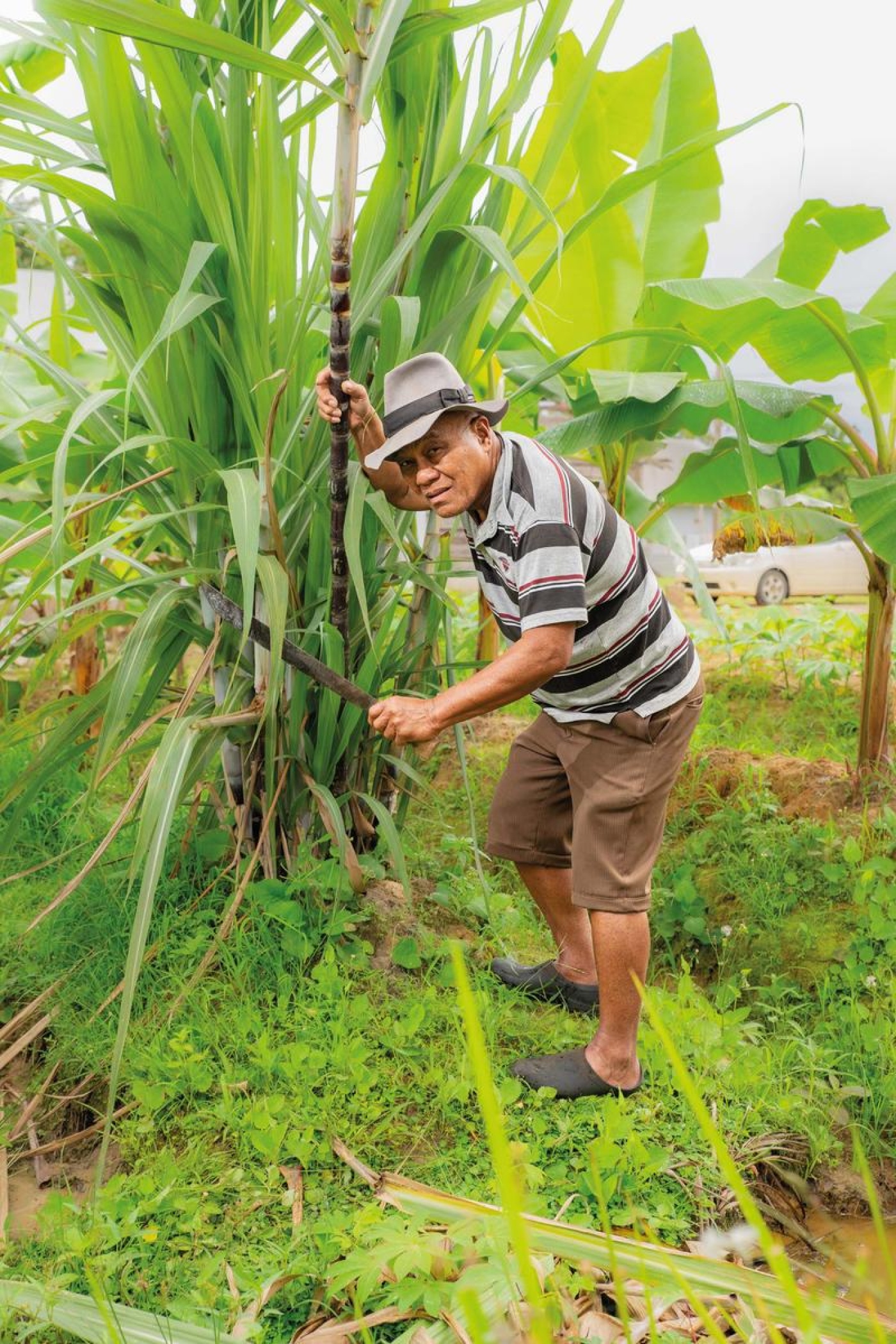 Opa-op-de-plantage.jpg